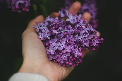 Lilac Double Wick Soy Candle